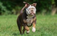 Fra snegl til superbil: 6 tricks til et website med raketfart